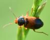 Diachromus germanus
